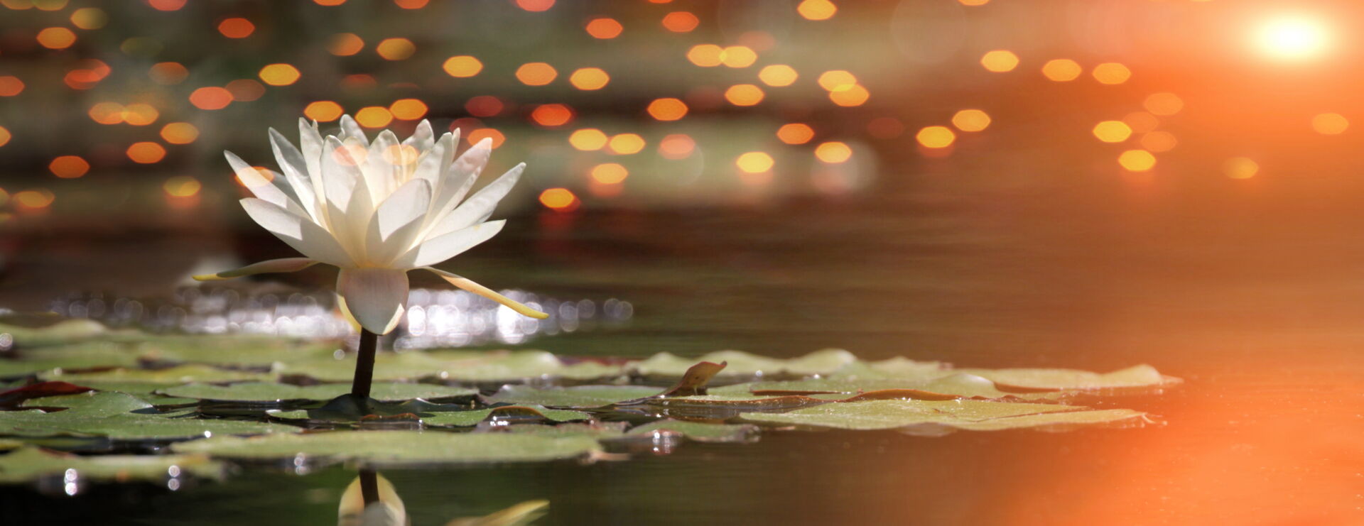 Eine weiße Seerose blüht auf einem Teich mit sanften Lichtreflexen; Symbol für Ruhe und Frieden durch Bestattung Eva-Maria Hinz.
