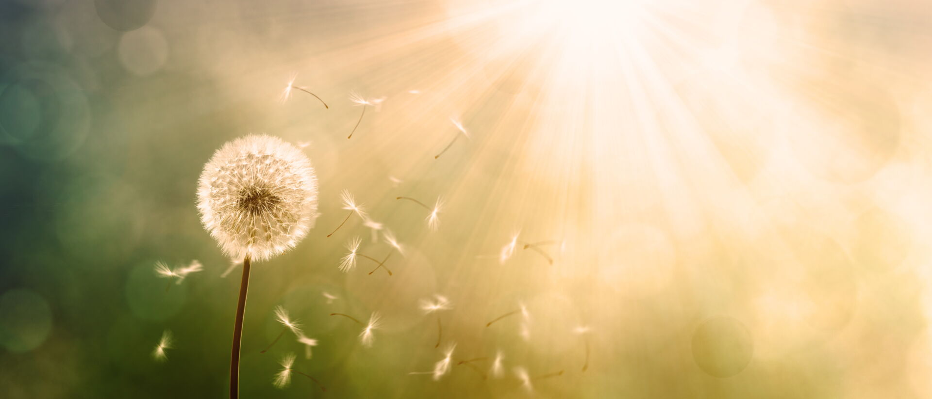 Eine Pusteblume im Gegenlicht, deren Samen im Wind davonfliegen; Symbol der Vergänglichkeit, begleitet durch Bestattung Hinz.